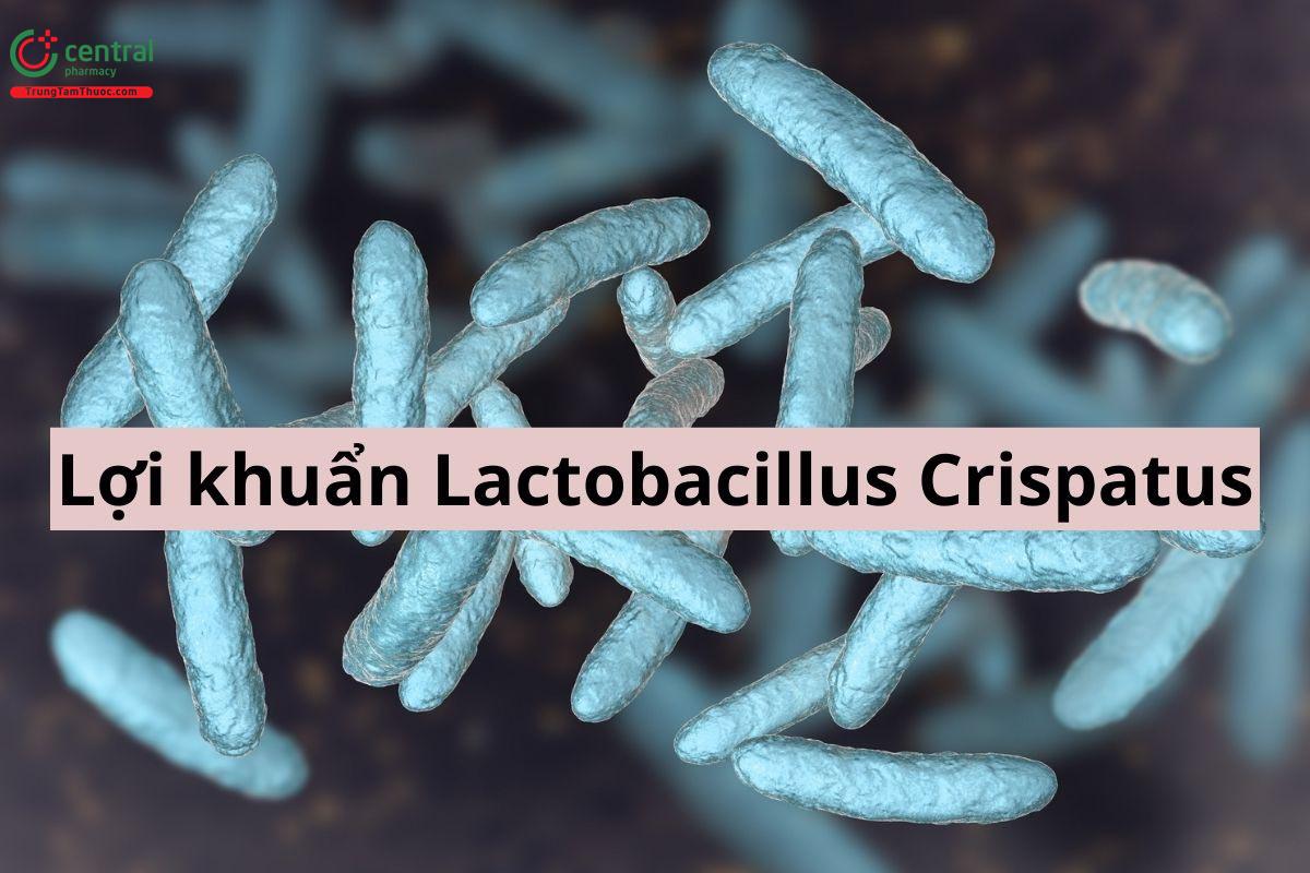 Lactobacillus Crispatus