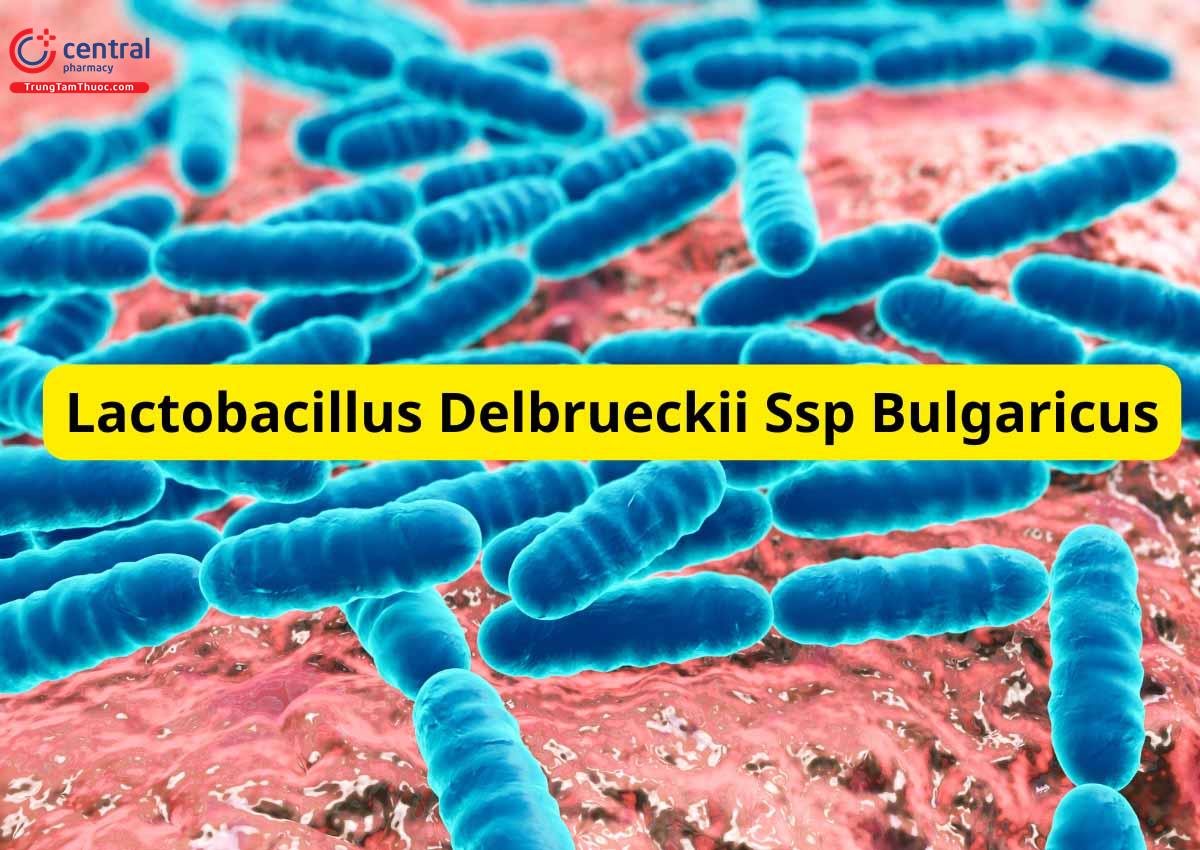 Lactobacillus delbrueckii ssp bulgaricus