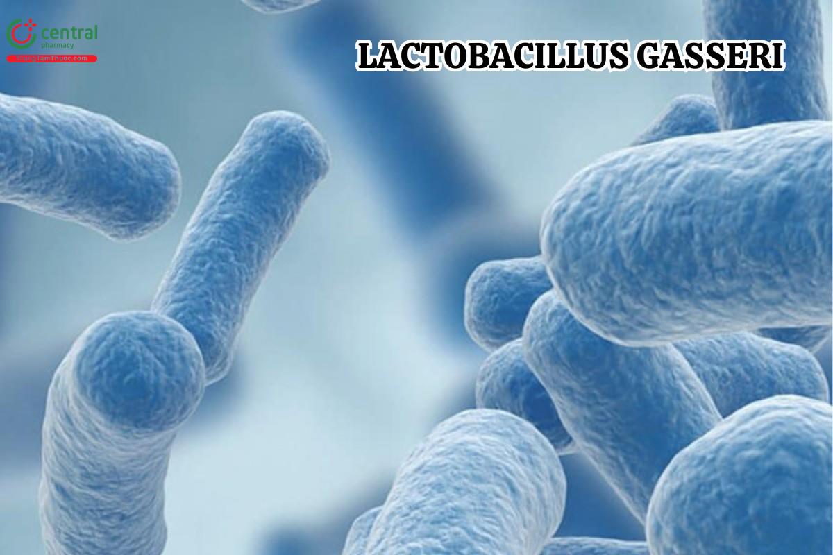 Lactobacillus Gasseri