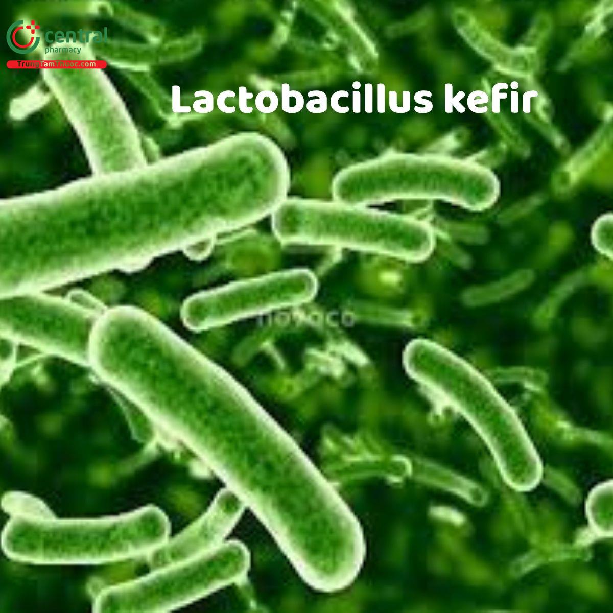 Lactobacillus kefir