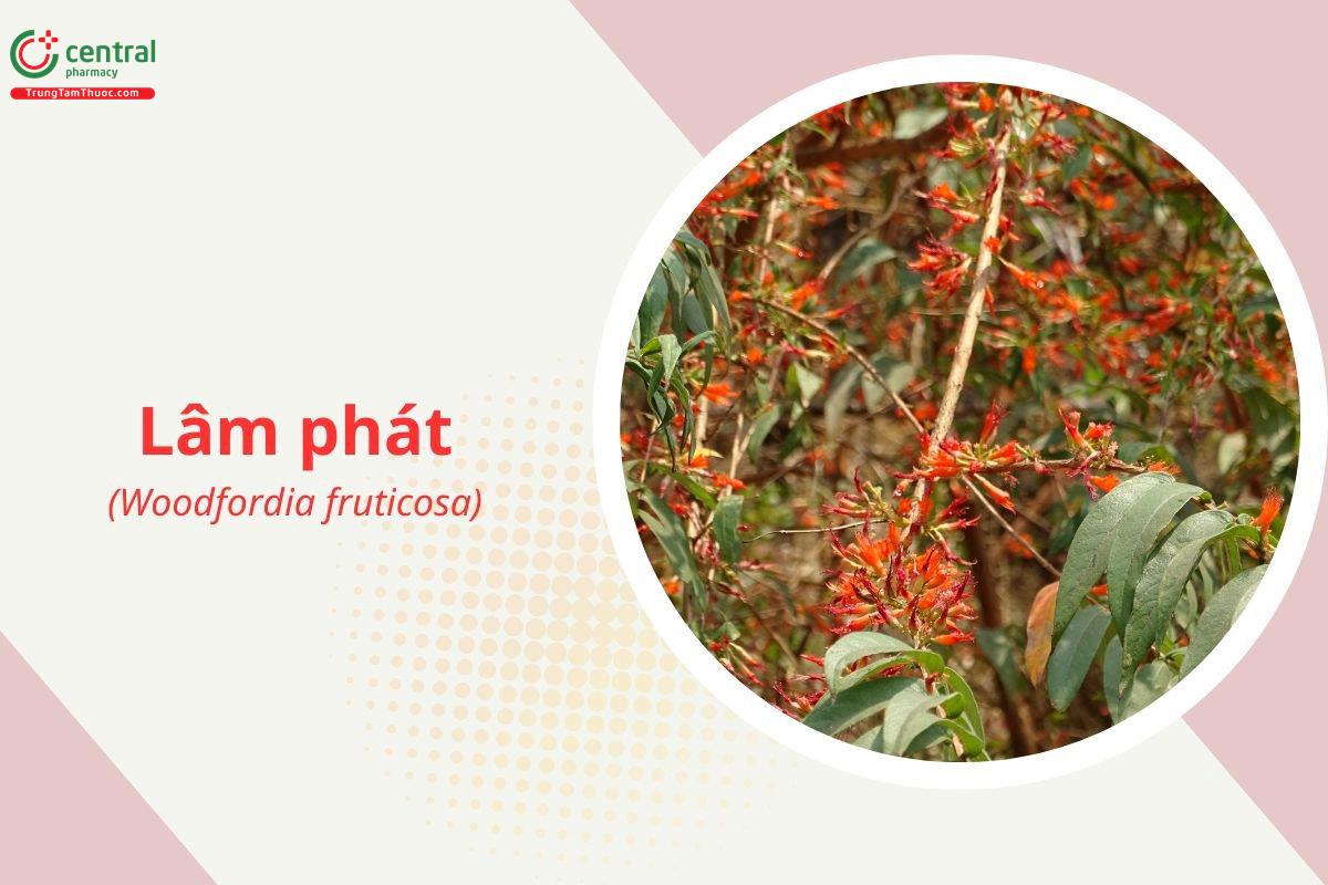 Lâm phát (Woodfordia fruticosa (L.) Kurz)