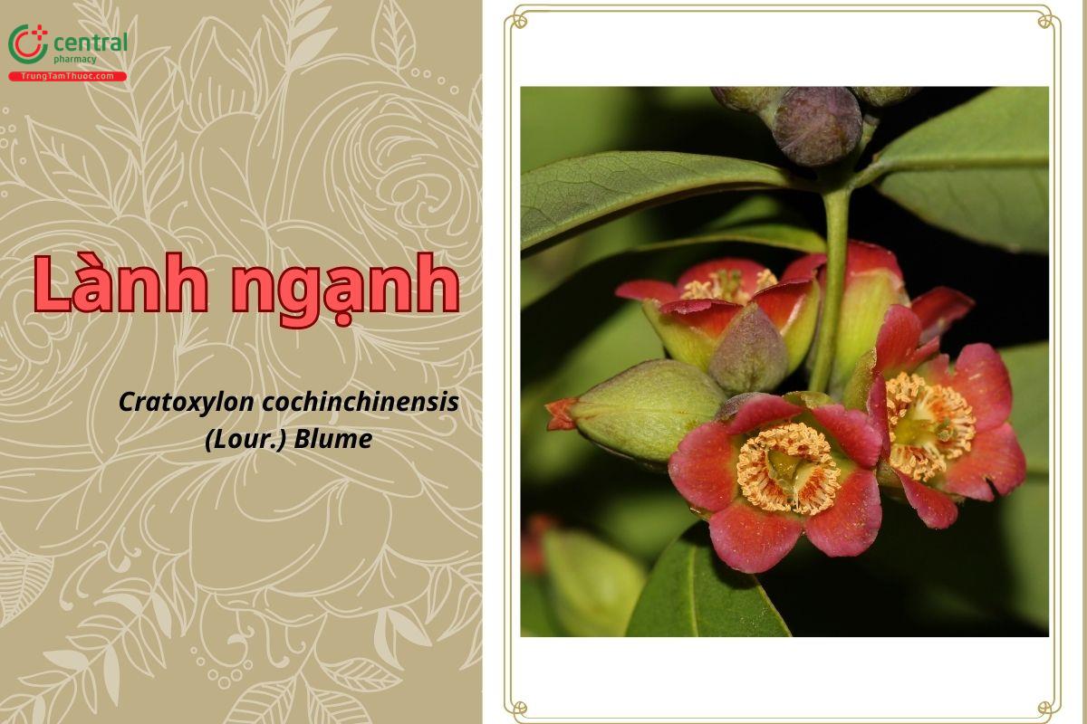 Lành ngạnh (Lành ngạnh nam, thành ngạnh - Cratoxylon cochinchinensis (Lour.) Blume)