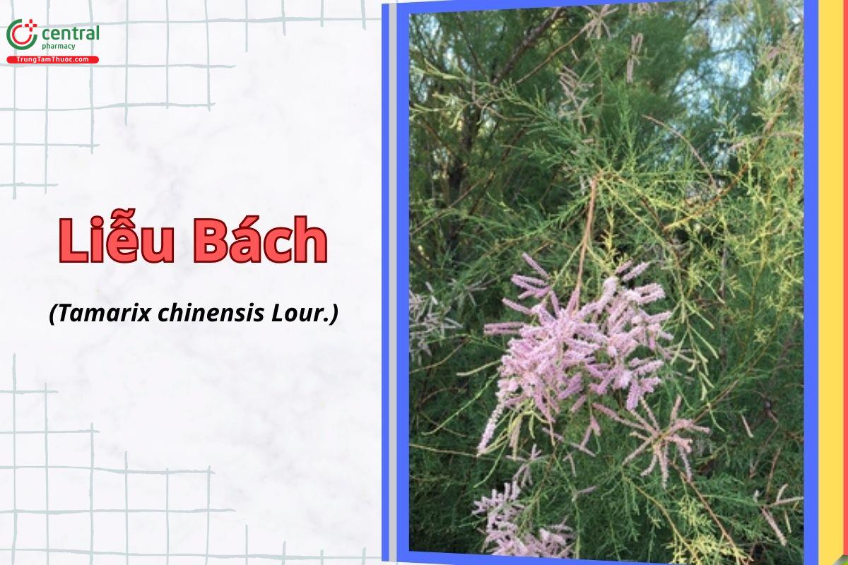 Liễu bách (Tamarix chinensis Lour.)
