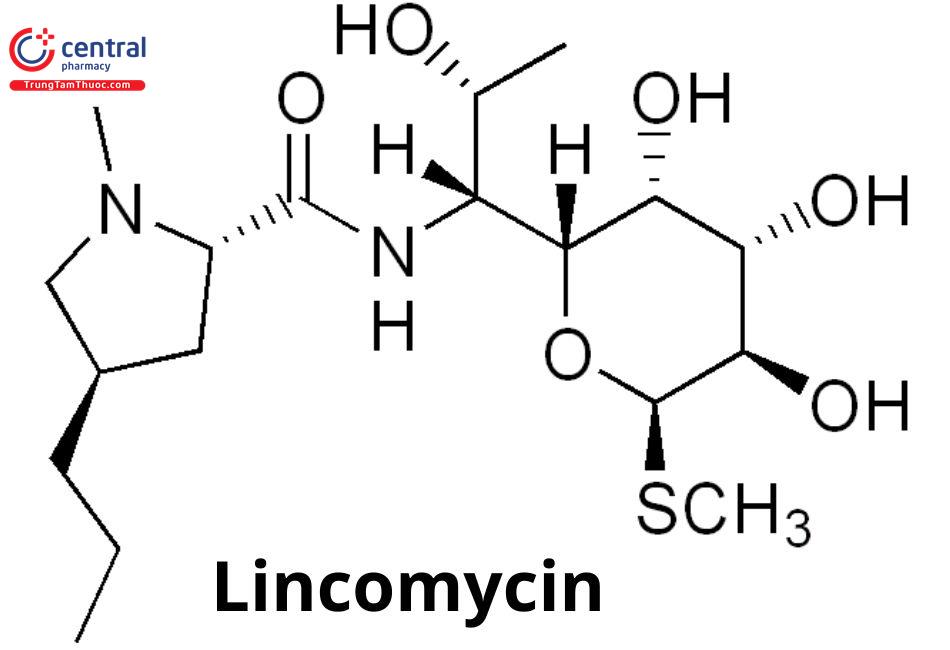 Lincomycin