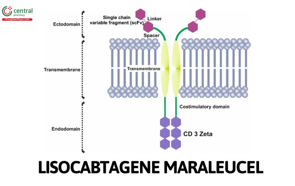 Lisocabtagene Maraleucel