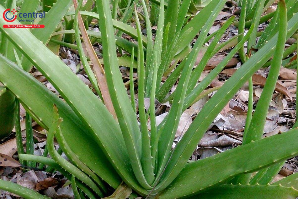 Lô Hội (Nha Đam - Aloe vera L.)