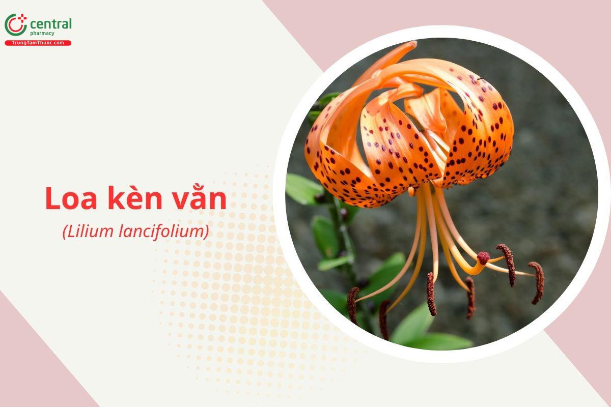Loa kèn vằn (Loa kèn da hổ - Lilium lancifolium)