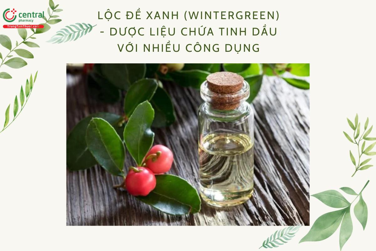 Lộc đề xanh (Lộc đề, Wintergreen - Gaultheria procumbens L.)