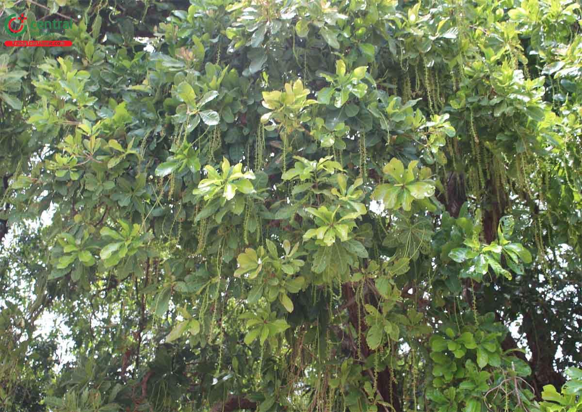 Lộc Vừng (Cây Chiếc, Tam Lang - Barringtonia acutangula)