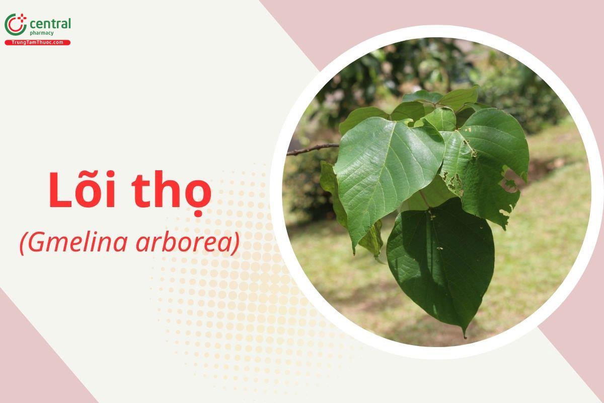 Lõi thọ (Gmelina arborea)