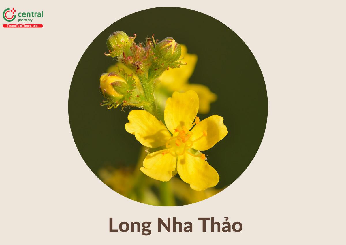 Long Nha Thảo (Tiên Hạc Thảo - Agrimonia eupatoria)