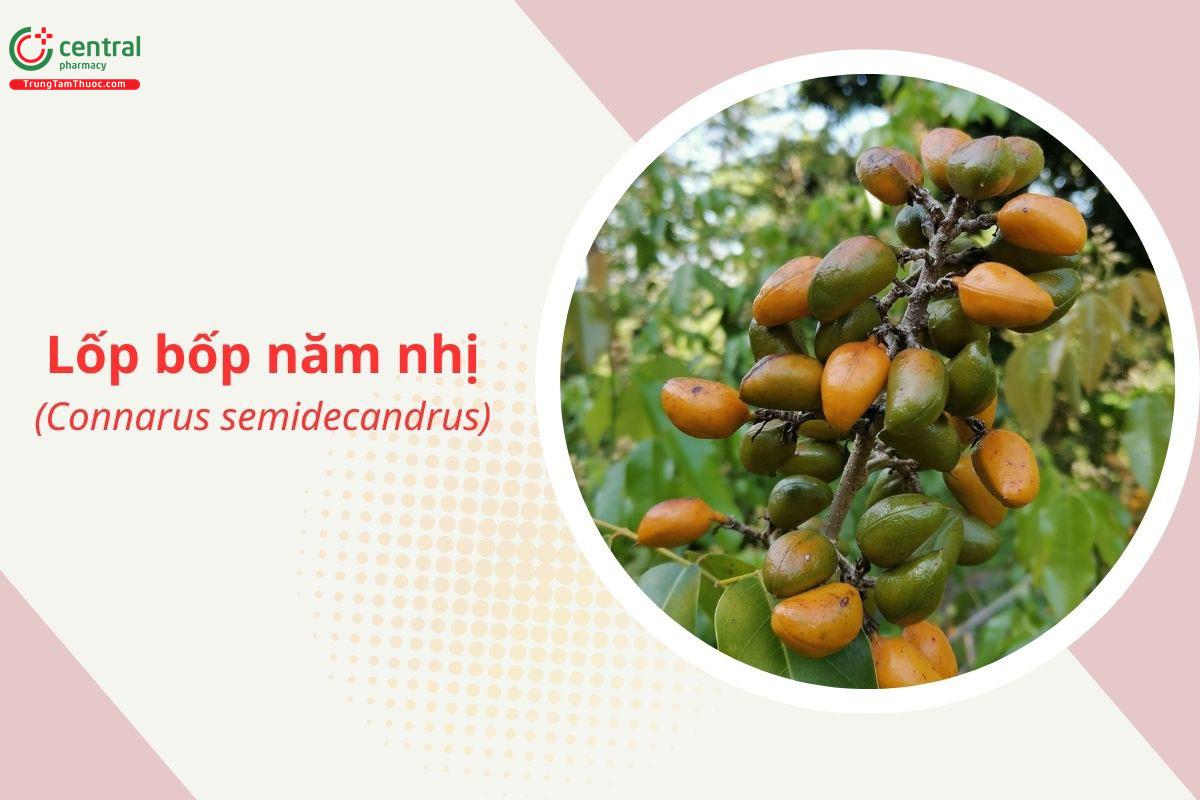 Lốp bốp năm nhị (Connarus semidecandrus)