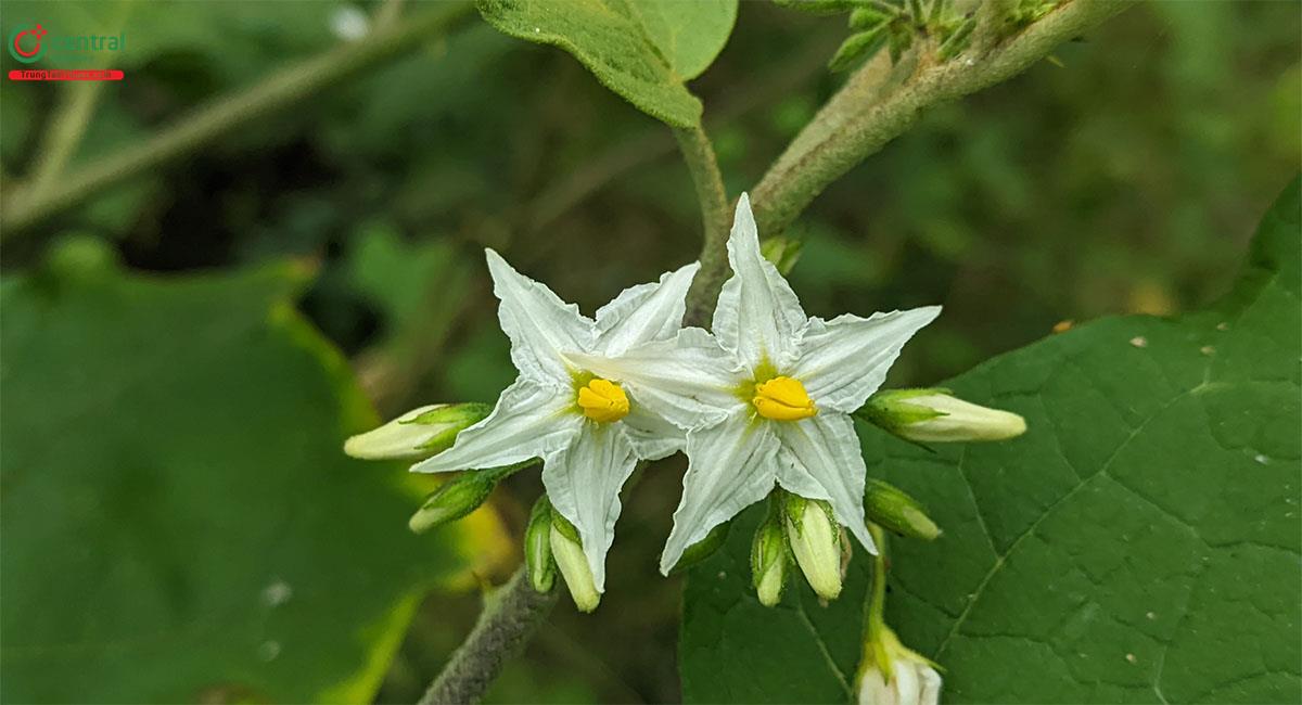 Lu Lu Đực (Thù Lù Đực - Solanum nigrum L.)