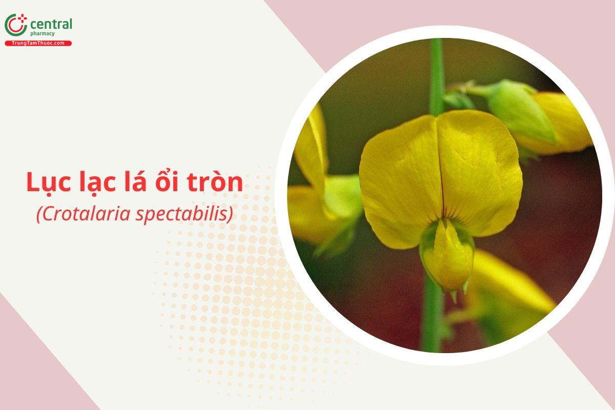 Lục lạc lá ổi tròn (Muồng lá ổi - Crotalaria spectabilis)