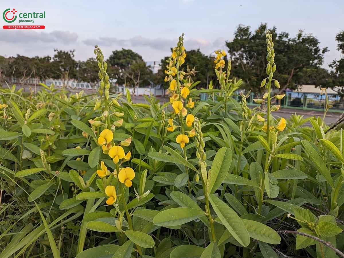 Lục Lạc Tù (Crotalaria retusa L.)