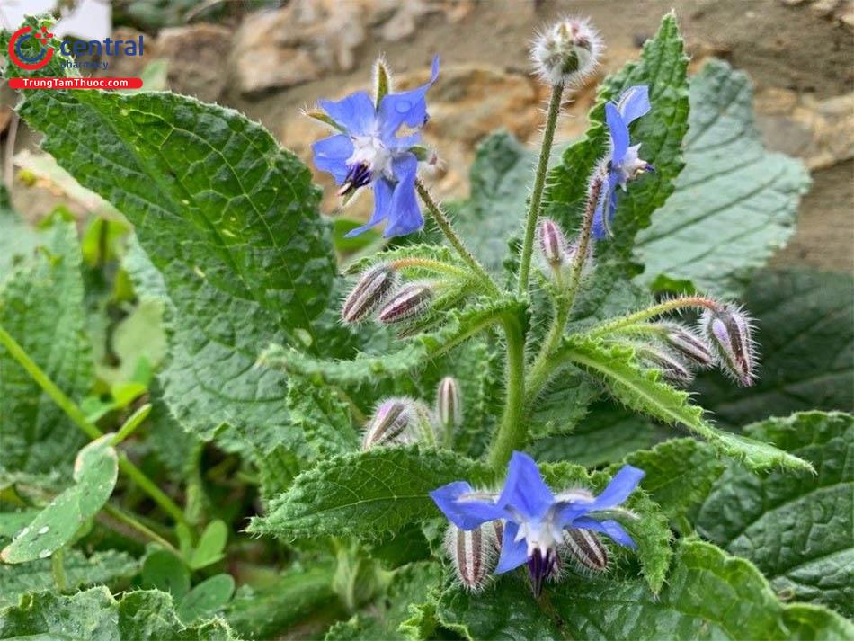 Lưu Ly (Borago officinalis L.)