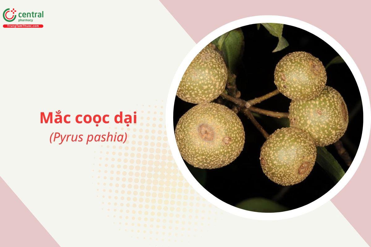 Mắc coọc dại (Mắc cọp dại - Pyrus pashia)