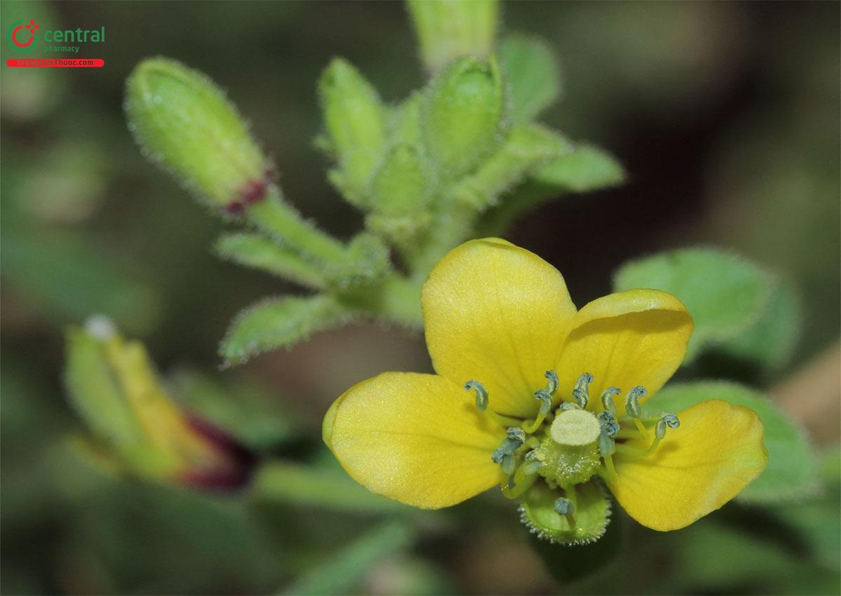 Mần Ri Hoa Vàng (Màn Màn Hoa Vàng - Cleome viscosa L.)