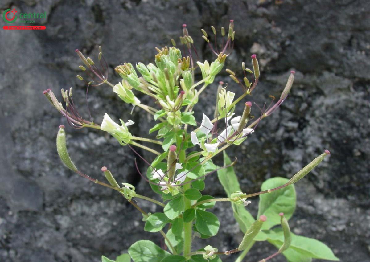 Mần Ri Trắng (Gynandropsis pentaphylla DC.)