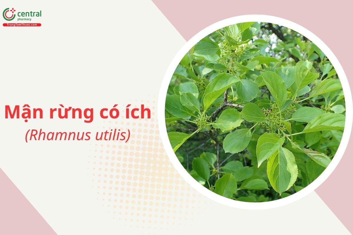 Mận rừng có ích (Rhamnus utilis)