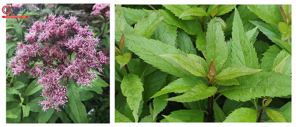 Mần Tưới (Eupatorium fortunei Turcz.)