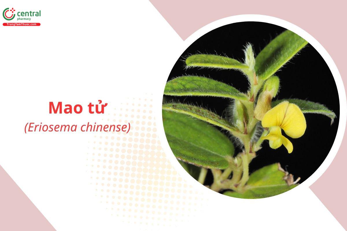 Mao Tử (Đậu Dại - Eriosema chinense Vogel)