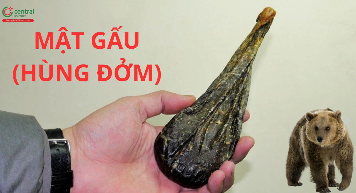 Mật Gấu (Hùng Đởm, Hoàng Đởm - Fel Ursi)