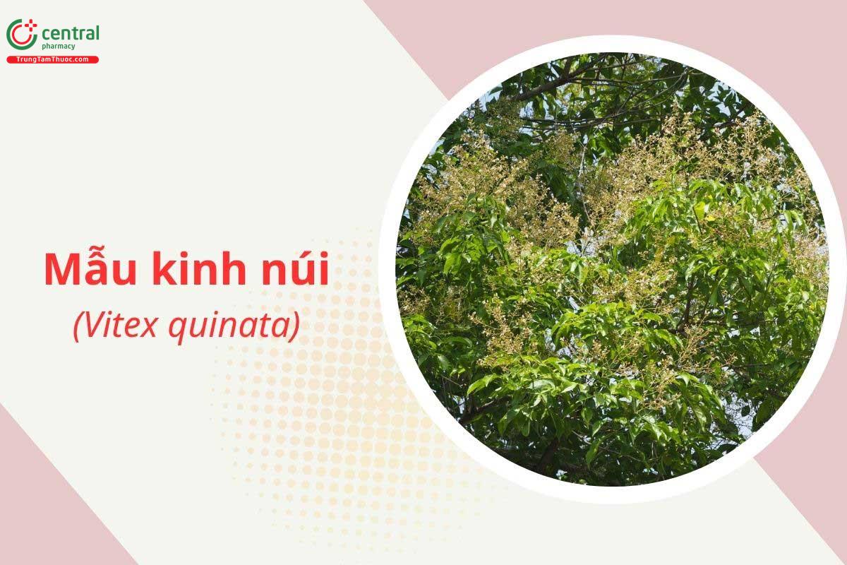 Mẫu kinh núi (Vitex quinata)