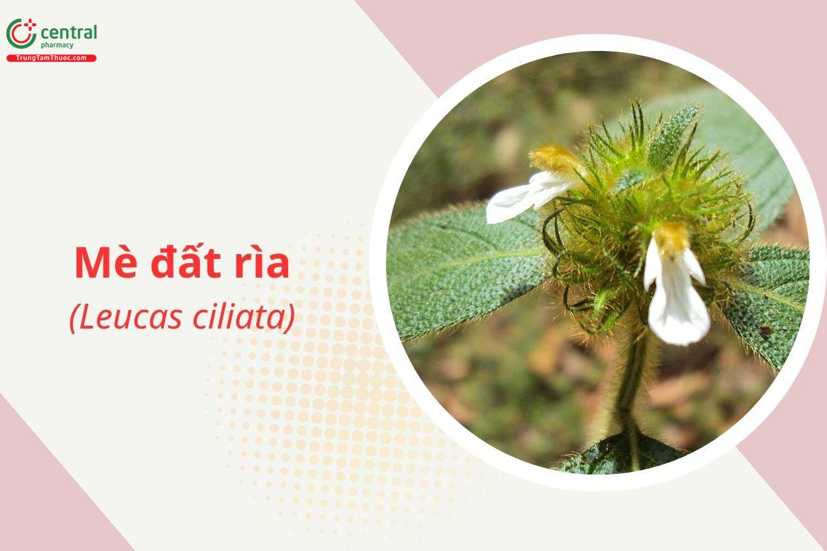 Mè đất rìa (Bạch thiệt rìa - Leucas ciliata)