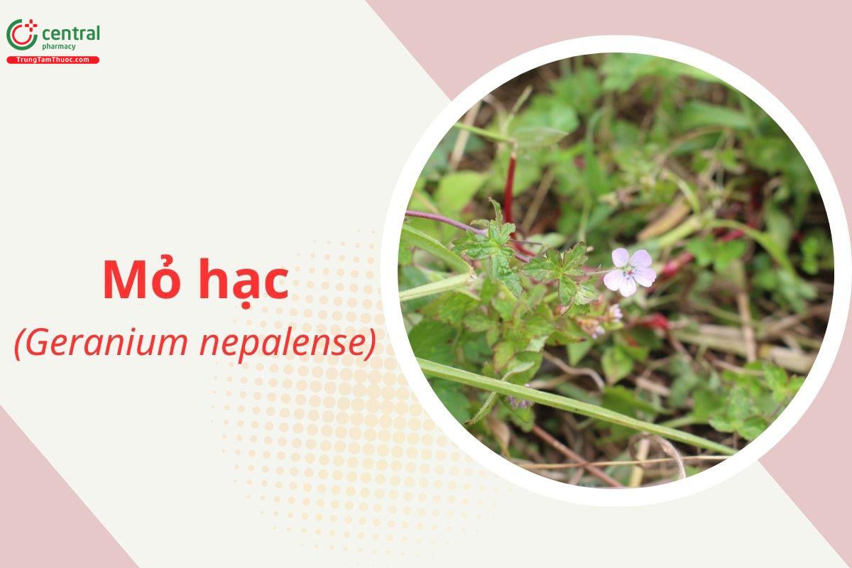 Mỏ Hạc (Geranium nepalense Sweet)