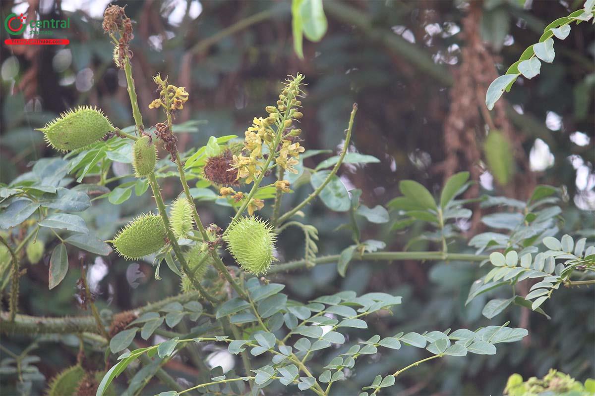 Móc Mèo Núi (Vuốt Hùm - Caesalpinia bonducella Flem.)