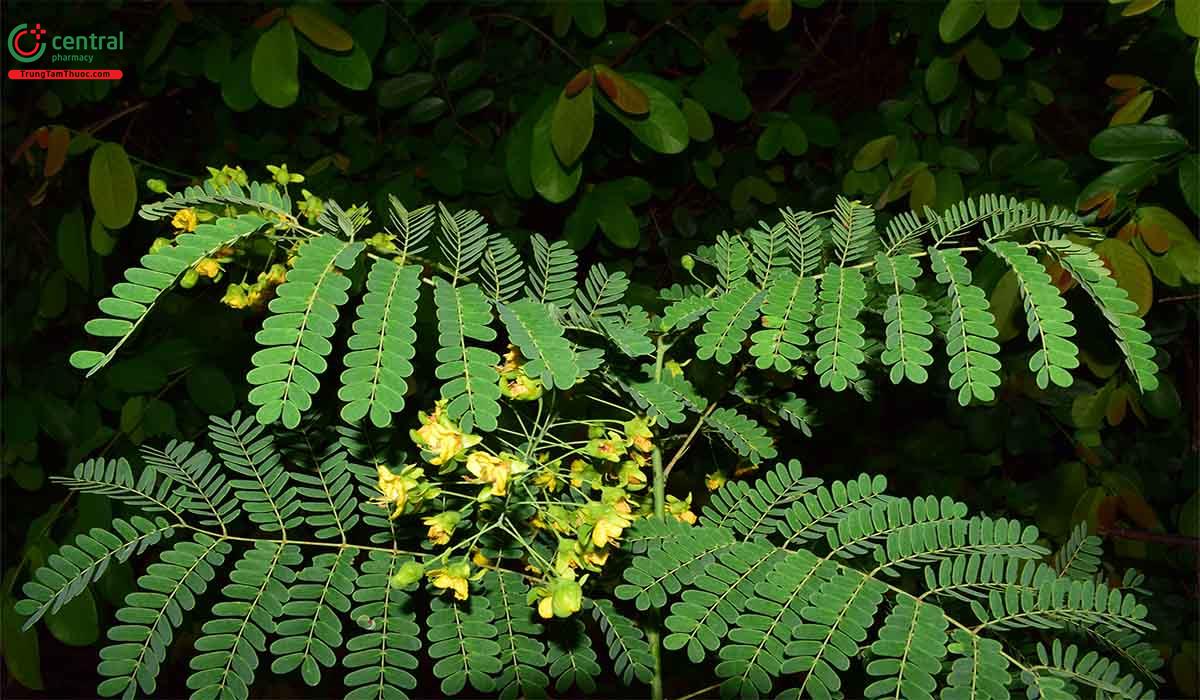 Móc Mèo Xanh (Caesalpinia digyna Rottler)