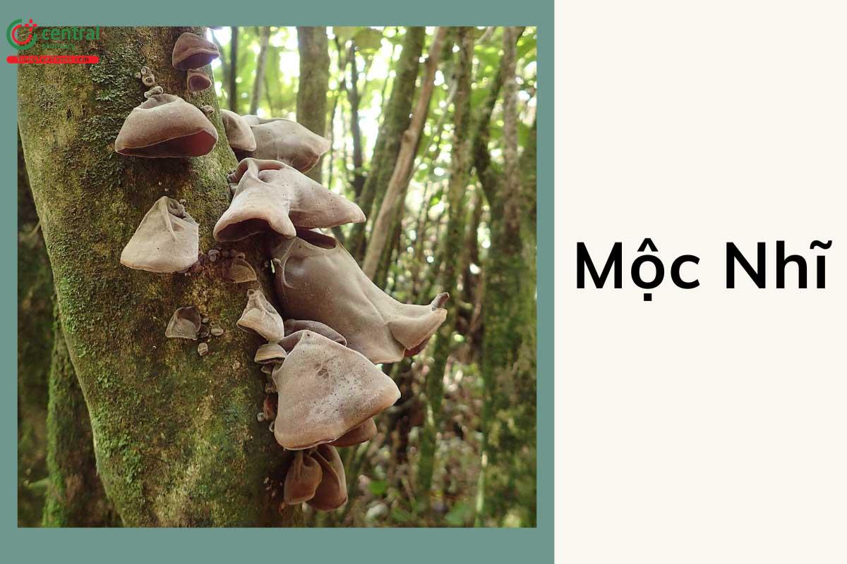 Mộc Nhĩ (Nấm Tai Mèo - Auricularia polytricha)