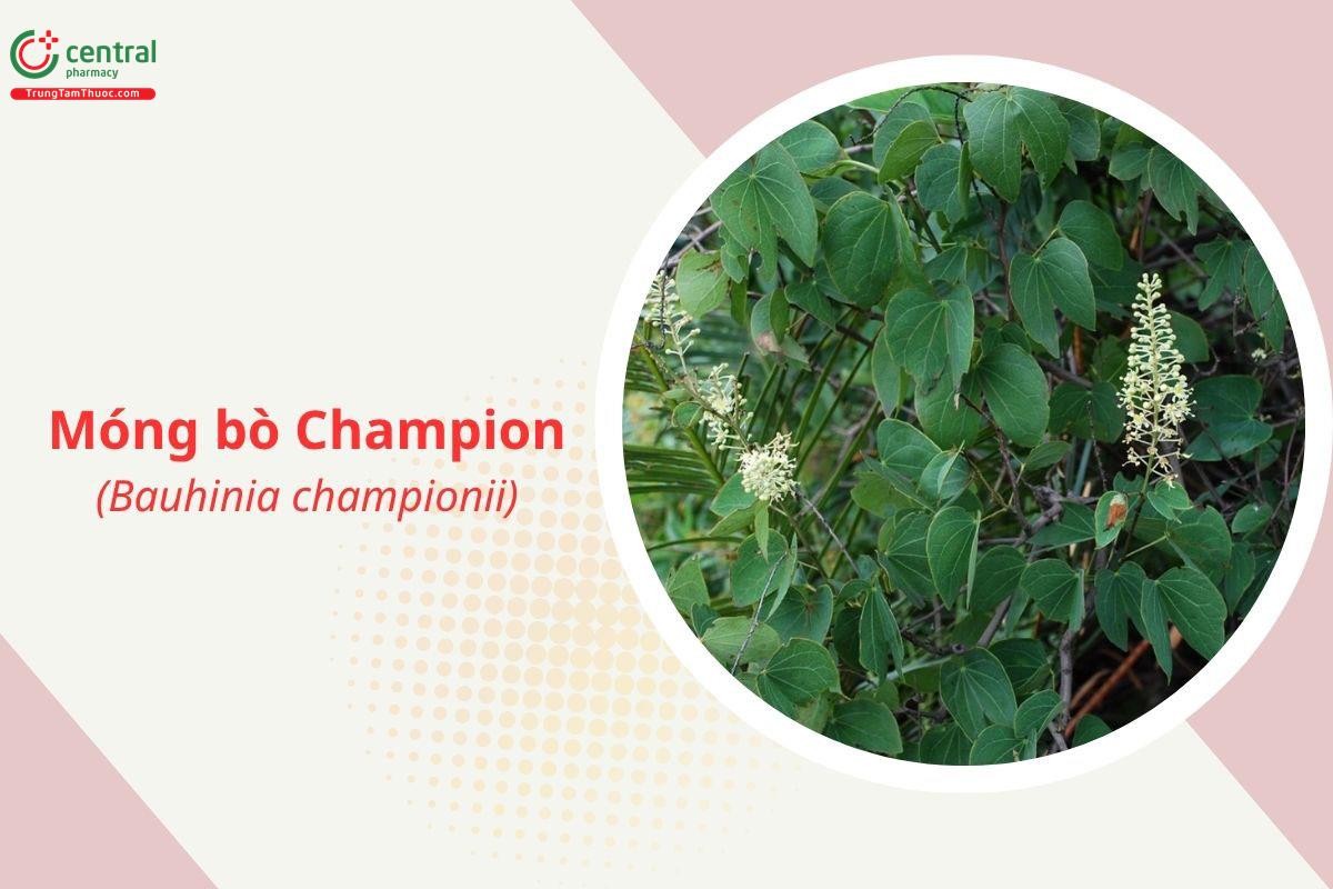 Móng bò Champion (Quạch đen - Bauhinia championii)