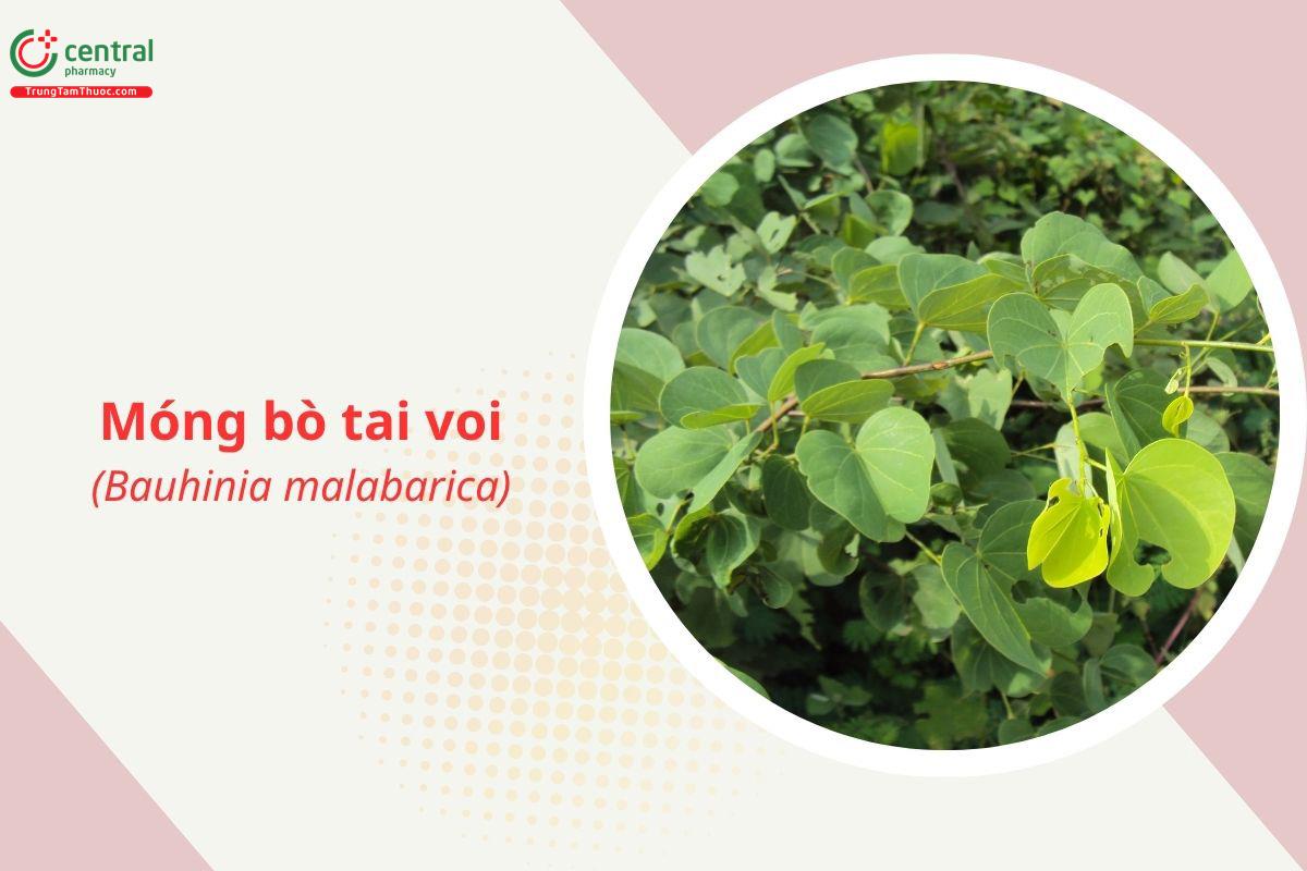 Móng bò tai voi (Bauhinia malabarica)