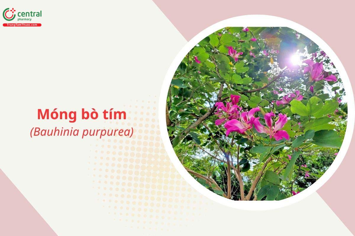 Móng bò tím (Bauhinia purpurea)