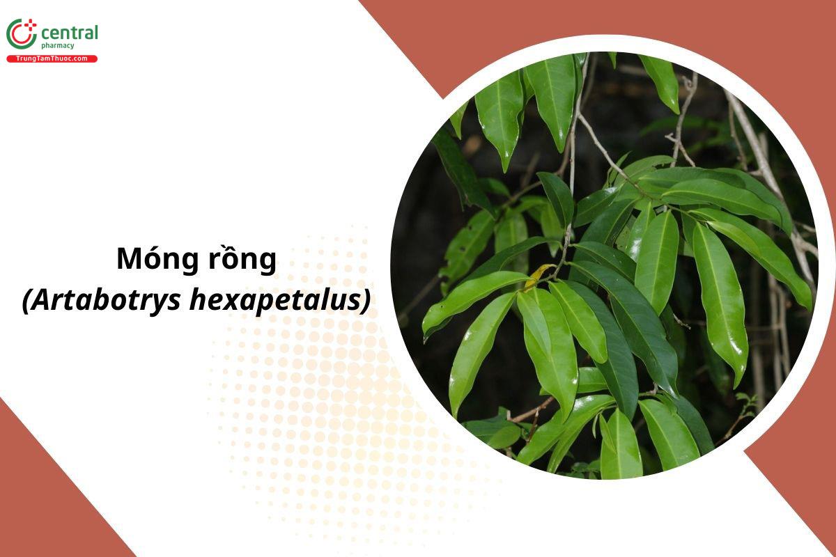 Móng Rồng (Artabotrys hexapetalus (L.f.) Bhandari)