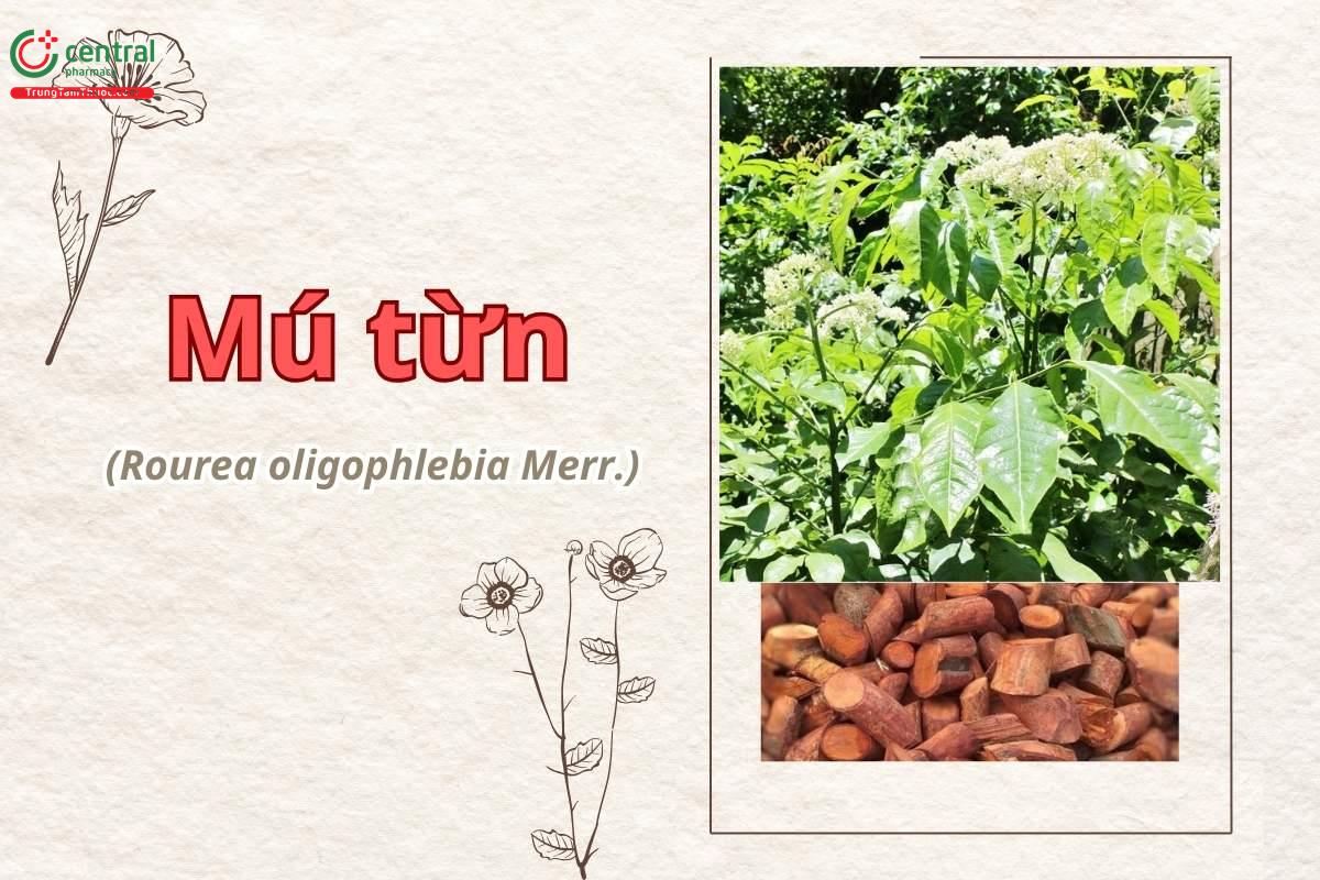 Mú từn (Dây lửa ít gân - Rourea oligophlebia Merr)