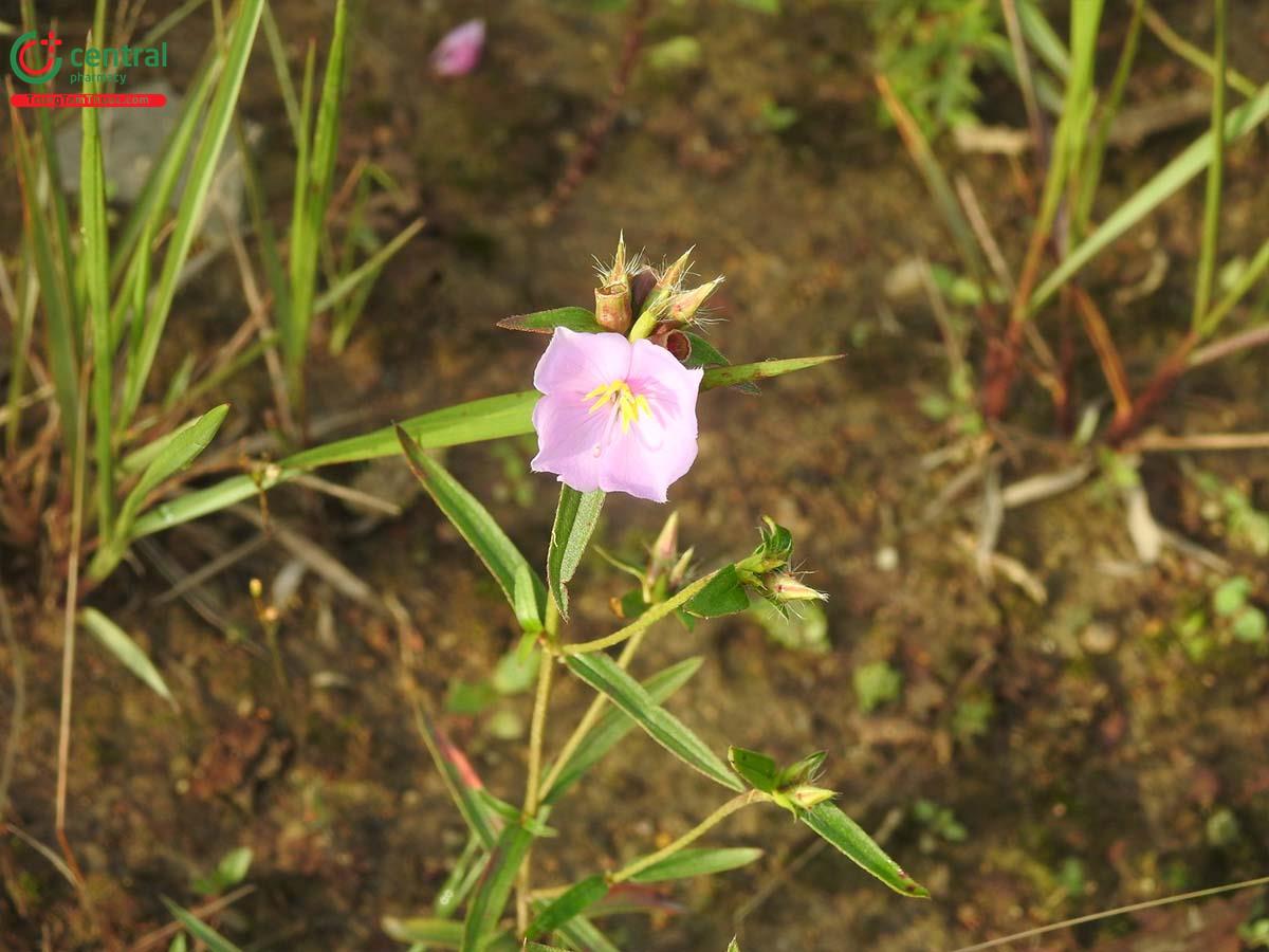 Mua Đất (Osbeckia chinensis L.)