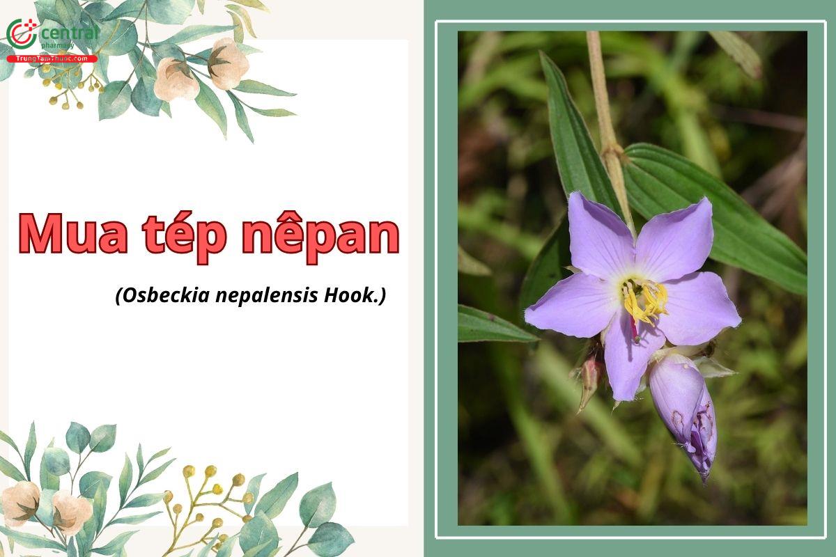 Mua tép nêpan (An bích Nepal - Osbeckia nepalensis Hook)