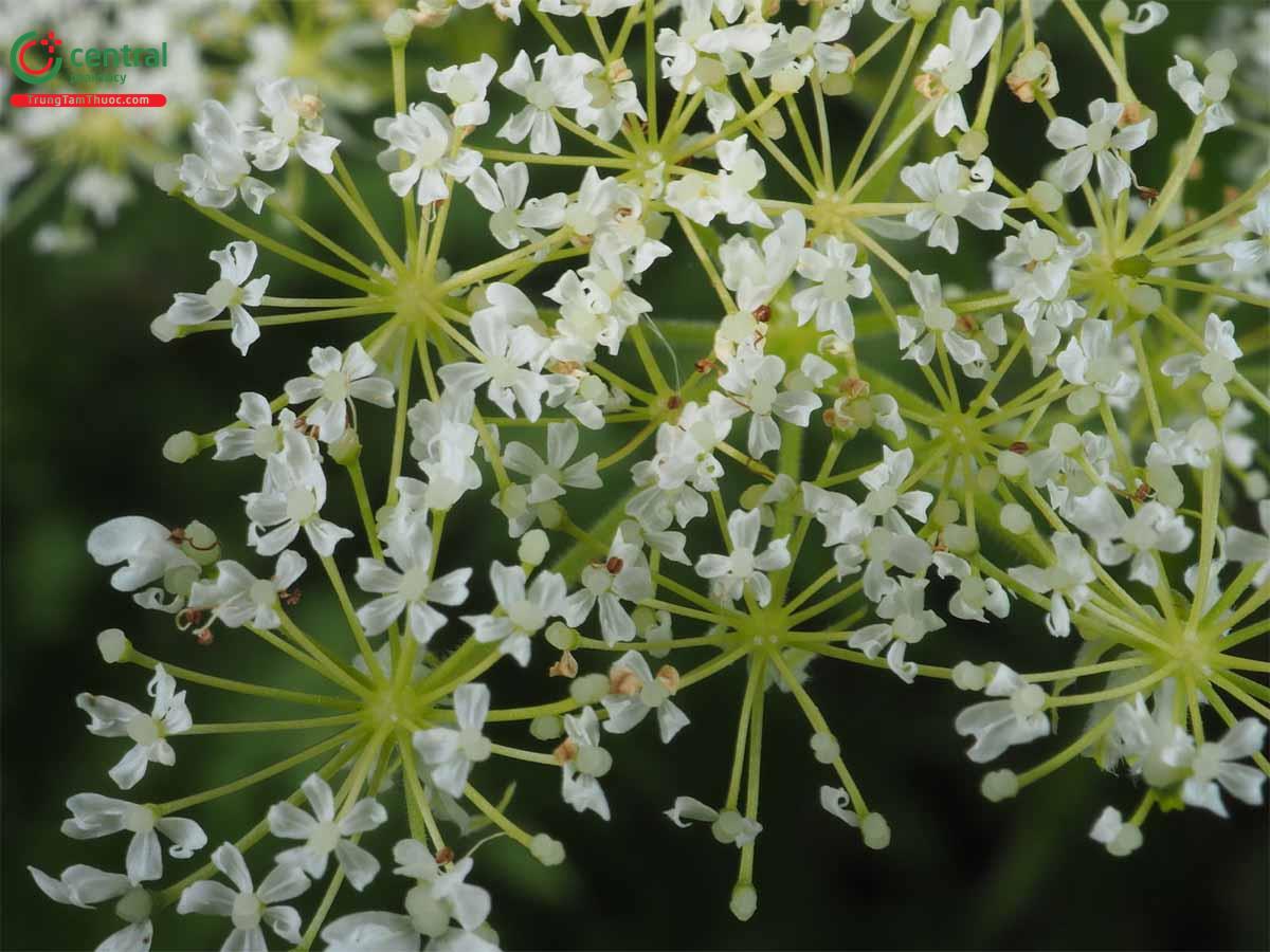 Mùi Cháy Khét (Pimpinella saxifraga)