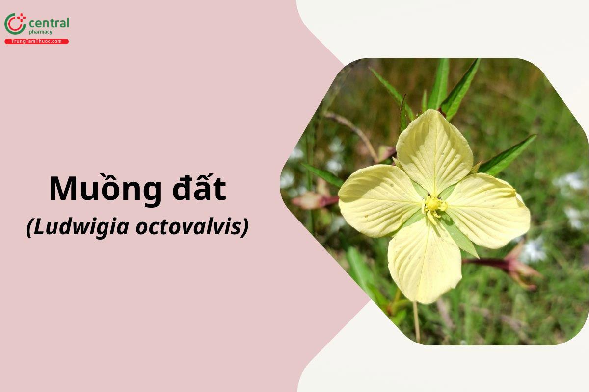 Muồng Đất (Sòi Đất - Ludwigia octovalvis)