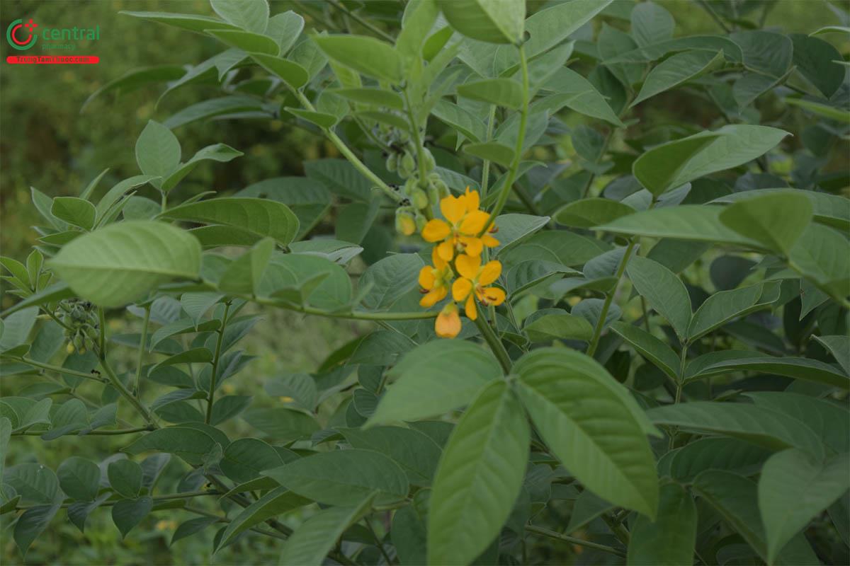 Muồng Hôi (Cassia hirsuta L.)