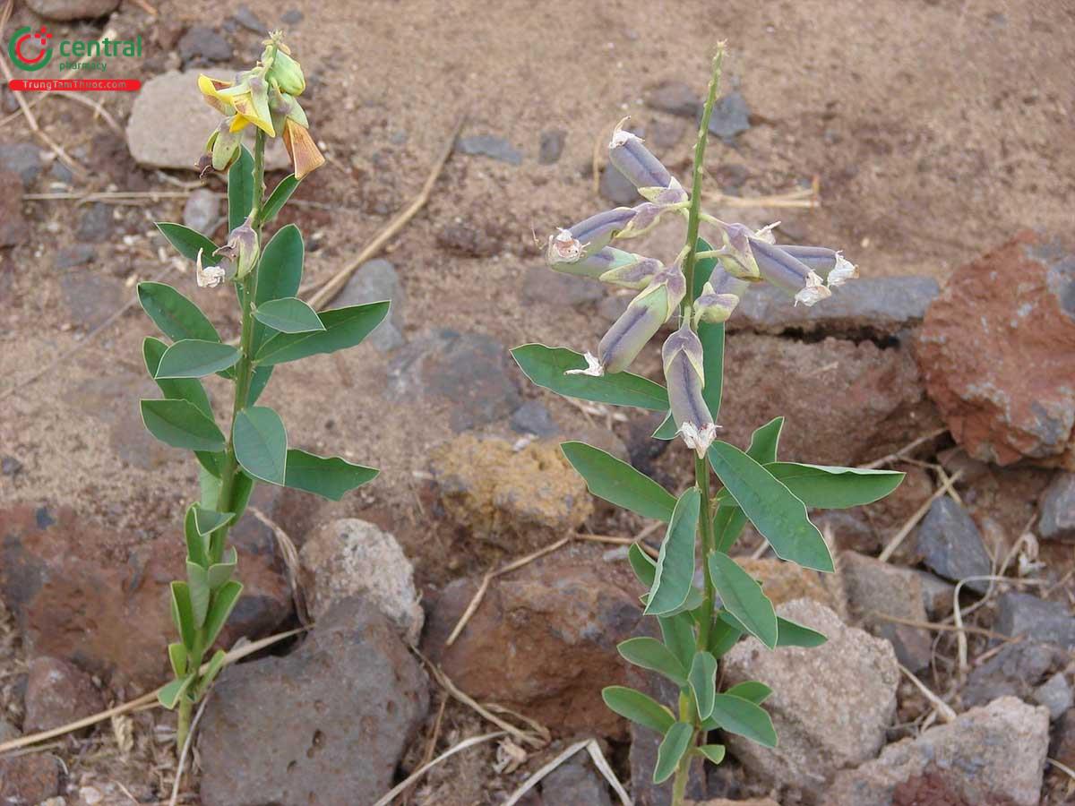 Muồng Một Lá (Crotalaria assamica Benth.)