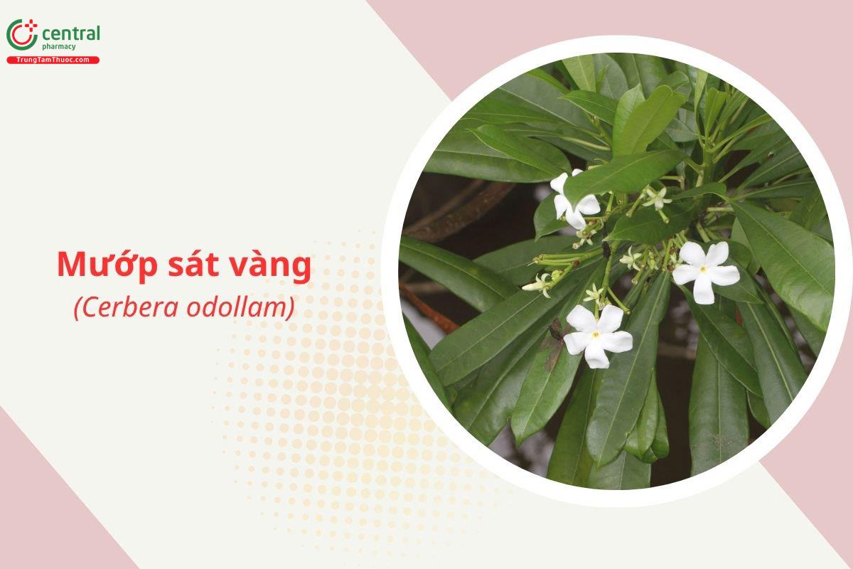 Mướp sát vàng (Cerbera odollam)