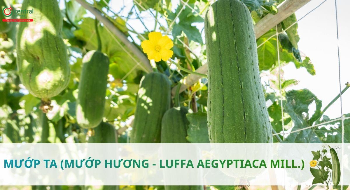 Mướp ta (Mướp hương - Luffa aegyptiaca Mill.)