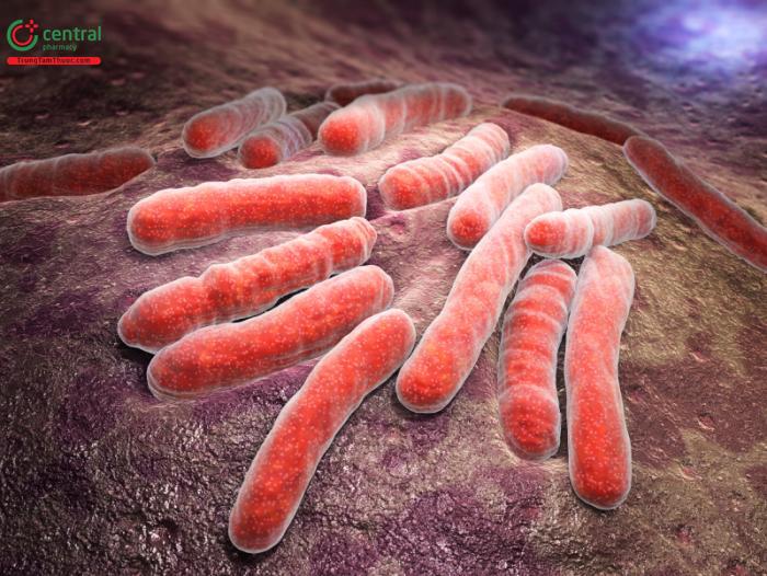 Mycobacterium bovis là vi khuẩn gây ra bệnh lao bò ở cả người và động vật