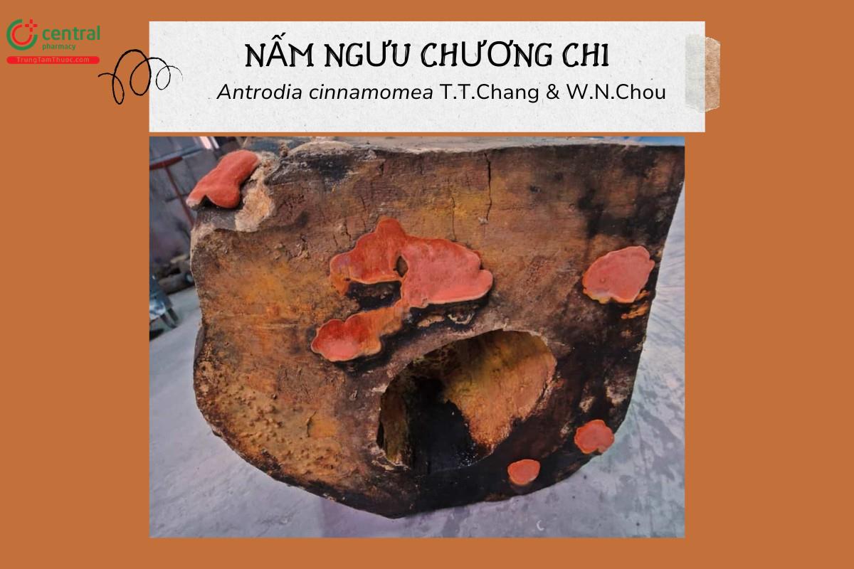 Nấm Ngưu Chương Chi (Antrodia cinnamomea T.T.Chang & W.N.Chou)