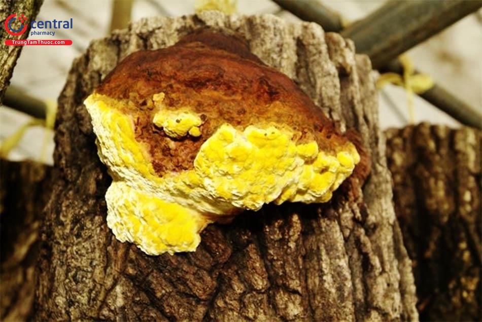 Nấm Phellinus (Phellinus linteus)