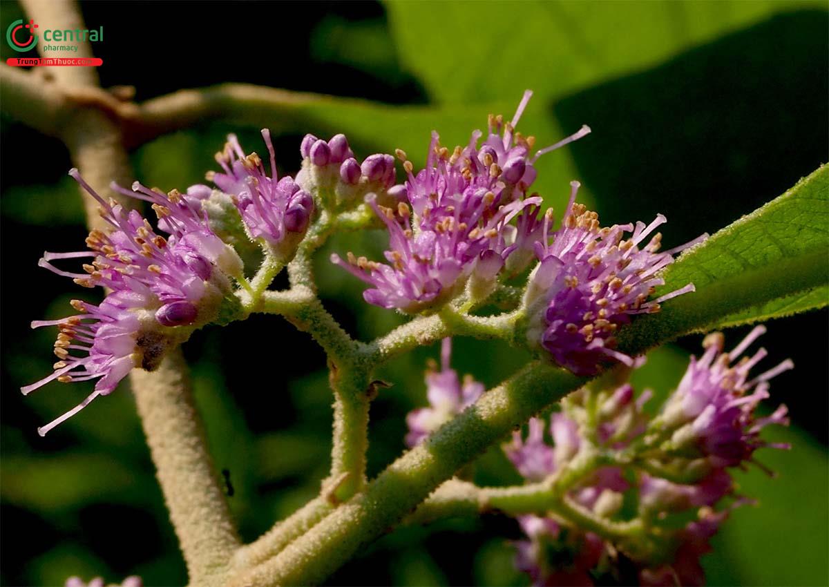 Nàng Nàng (Trứng Ếch, Bọt Ếch - Callicarpa candicans (Burm.f.) Hochr.)